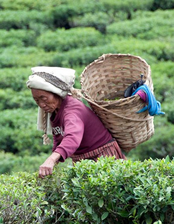 Darjeeling tealeaves being picked by hand