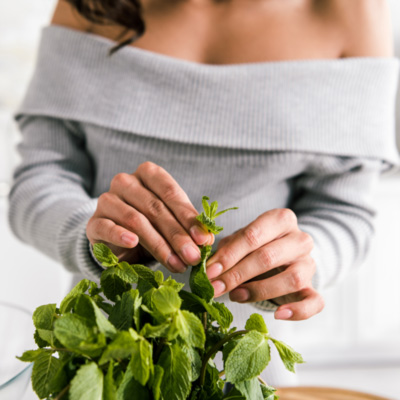 picking peppermint leaves