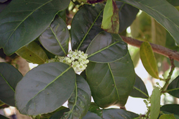 yerba plant leaves close up