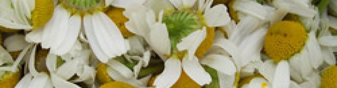 Chamomile Tea Health Benefits