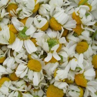 Chamomile Tea Health Benefits