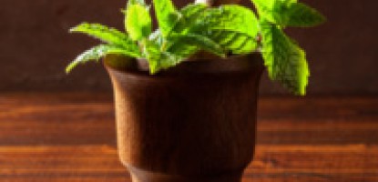 Grow Your Own Peppermint Tea