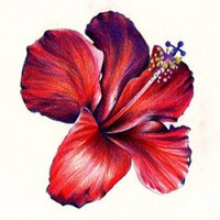 Health Benefits Of Hibiscus Tea