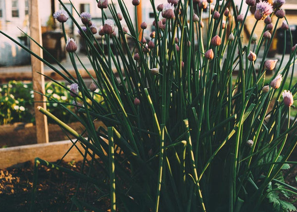 Herb garden