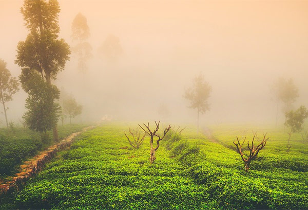 tea planting in Ceylon